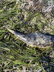 Tetractenos hamiltoni