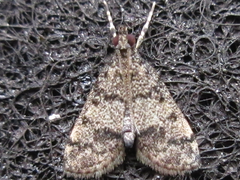 Dolicharthria bruguieralis