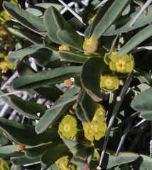 Euphorbia loricata