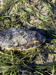 Tetractenos hamiltoni