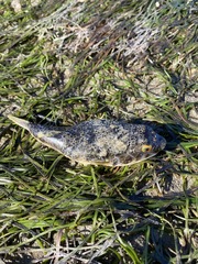 Tetractenos hamiltoni