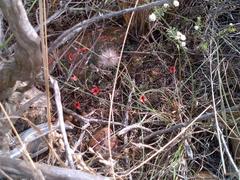 Indigofera sp12