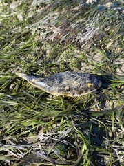 Tetractenos hamiltoni