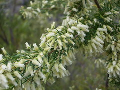 Erica caffra caffra