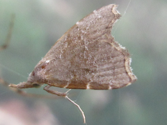 Ectogonia butleri