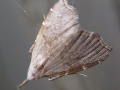 Ectogonia butleri