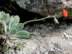 Kleinia fulgens