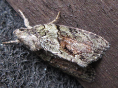 Cryphia bryophasma