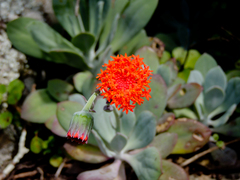 Kleinia fulgens