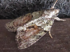 Cryphia bryophasma