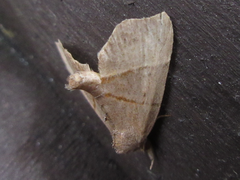 Gonepatica opalina