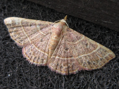 Corgatha dictaria