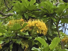 Deplanchea tetraphylla