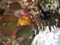 Leucadendron arcuatum