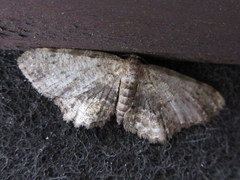 Microcalicha seolagensis