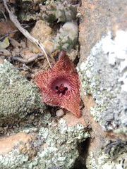Huernia hystrix