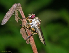 Ommatius ouachitensis