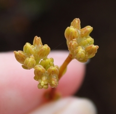 Crassula subaphylla subaphylla