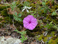 Ipomoea magnusiana