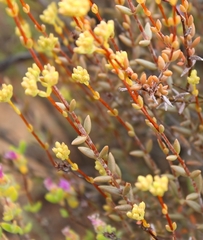Crassula subaphylla subaphylla