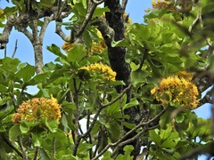 Deplanchea tetraphylla