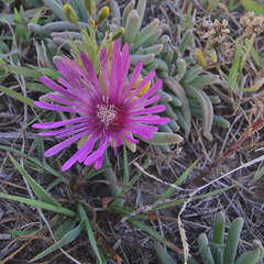 Delosperma obtusum