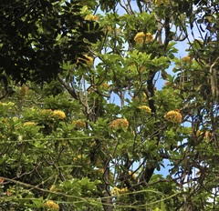 Deplanchea tetraphylla