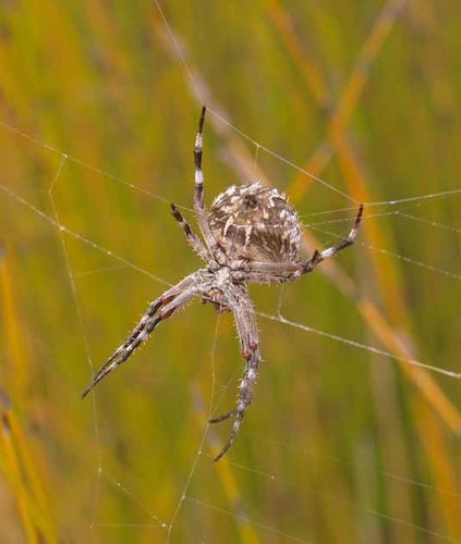 Broun's marbled orb-weaver