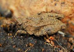 Tettiella