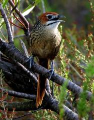 Sphenoeacus afer afer