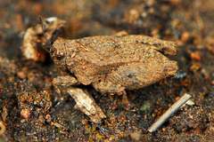 Tettiella