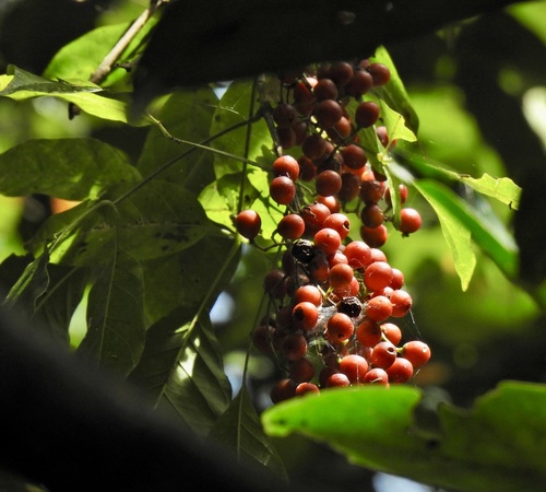 Vitex queenslandica observed 2021-08-21