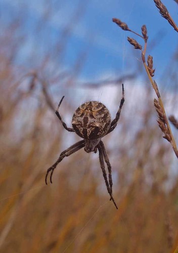 Broun's marbled orb-weaver
