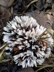 Thelephora penicillata