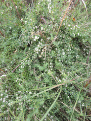 Pollichia campestris