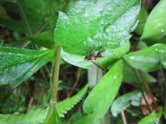Ropalidia hongkongensis