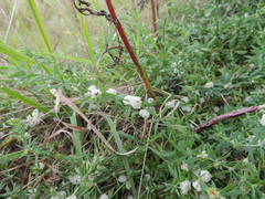 Pollichia campestris