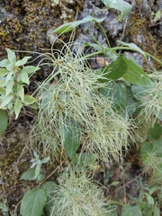 Clematis vitalba