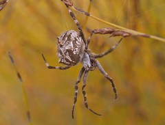 Backobourkia brouni