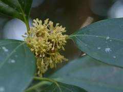 Cinnamomum cassia