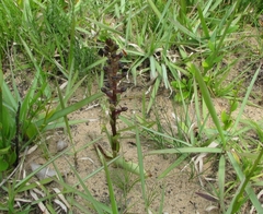 Satyrium parviflorum