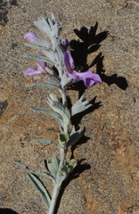 Stachys rugosa