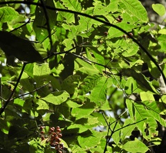 Vitex queenslandica