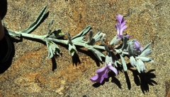Stachys rugosa