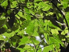Vitex queenslandica