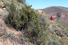 Asparagus mucronatus