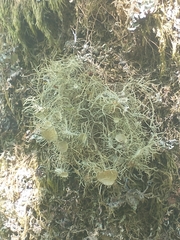 Usnea florida