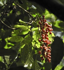 Vitex queenslandica