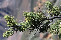 Asparagus mucronatus