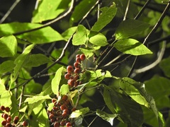 Vitex queenslandica
